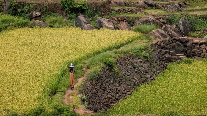Ein Kind trägt eine Kanne auf dem Kopf, es läuft durch Terrassenfelder in Indien. 