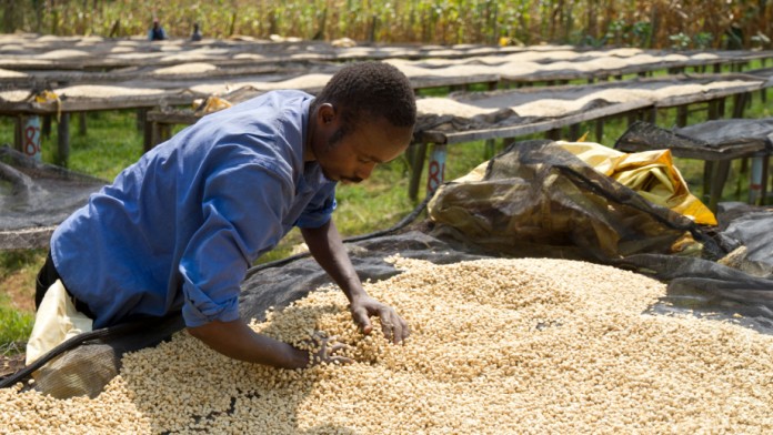 Zum Trocknen wendet ein Mitarbeiter die Kaffeebohnen mit den Händen