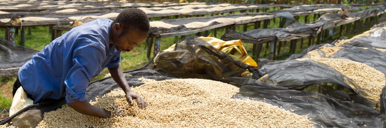 An employee turns the coffee beans with his hands to dry them
