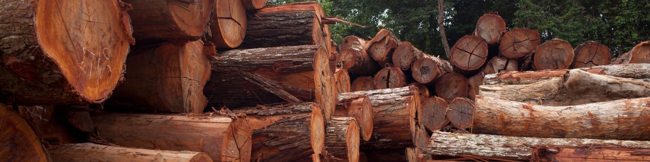 felled tropical trees