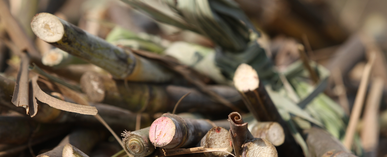 Das Bild zeigt einen Stapel geerntetes Zuckerrohr.
