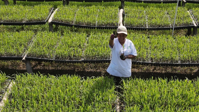 Dieses Bild zeigt einen Bauern in seinem Feld.