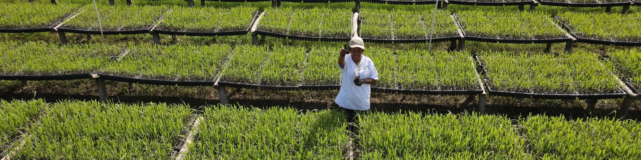 Dieses Bild zeigt einen Bauern in seinem Feld in Guatemala.