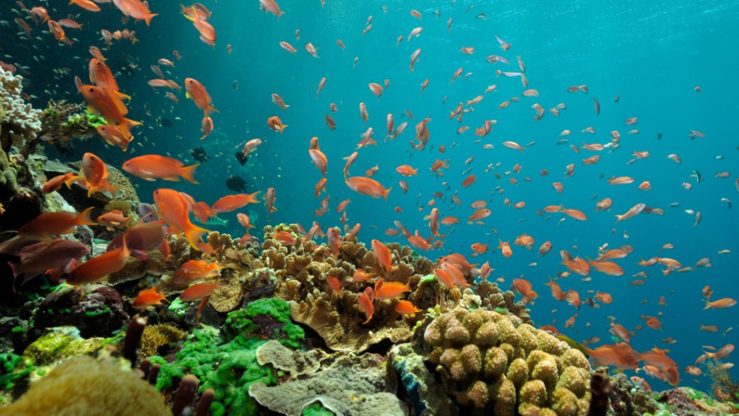 Fahnenbarsche über einem Korallenriff bei Pantar im Alor- Archipel in Indonesien