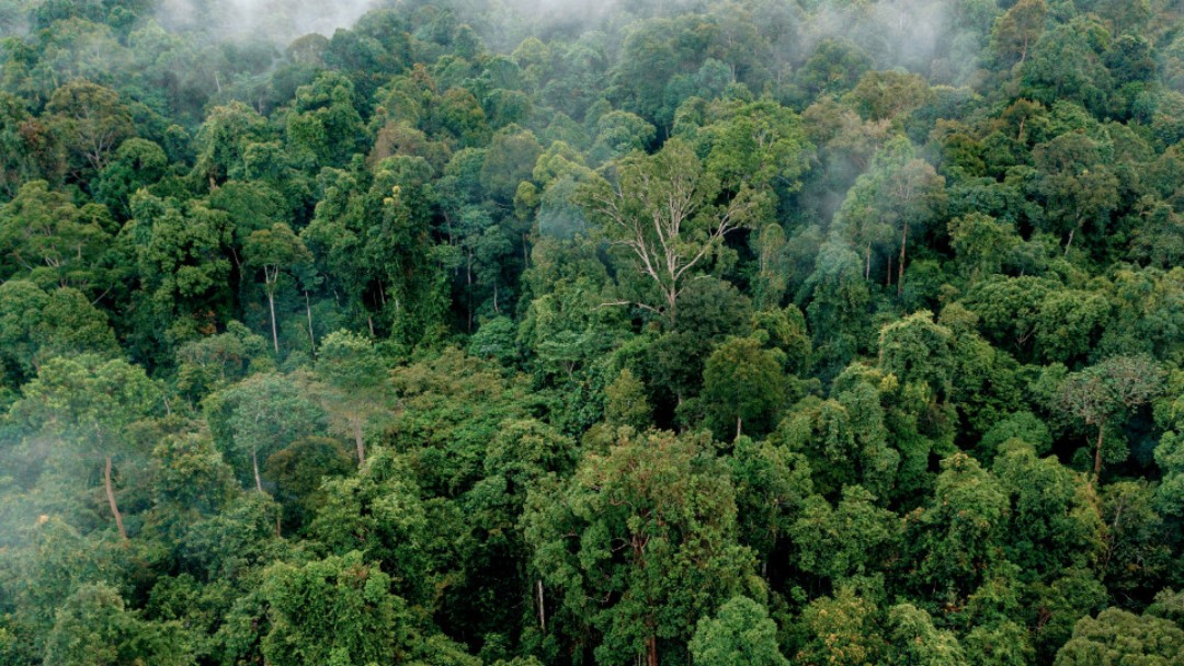 Luftaufnahme eines Regenwaldes in Indonesien