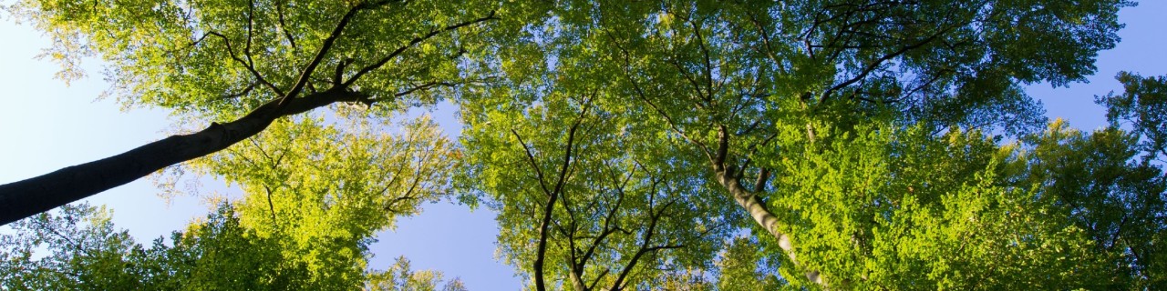 Sustainability