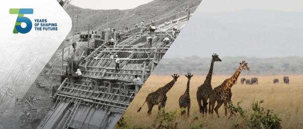 photo collage: historic photo of a construction (left) and giraffes in savannah (right)