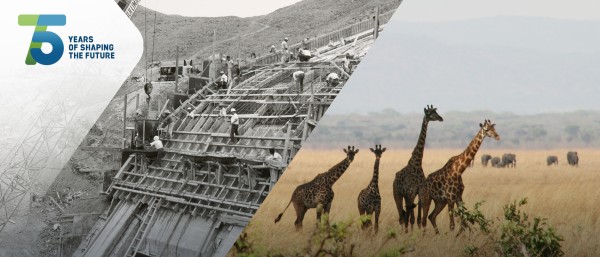 photo collage: historic photo of a construction (left) and giraffes in savannah (right)