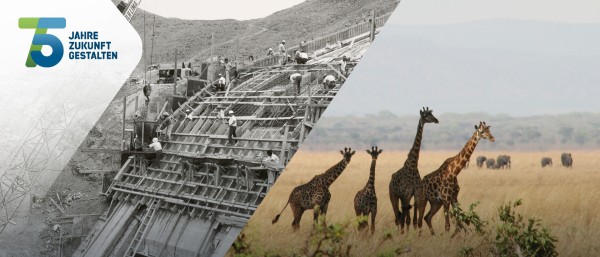 Collage: historisches Foto einer Bauprojekts (links) und Giraffen in der Savanne (rechts)