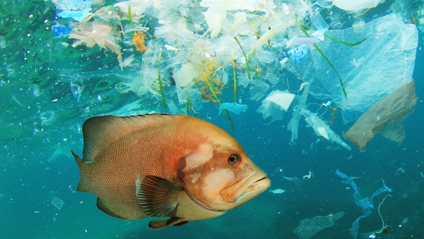 Fisch schwimmt im Plastikmüll