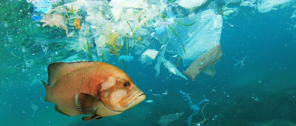 Fisch schwimmt im Plastikmüll