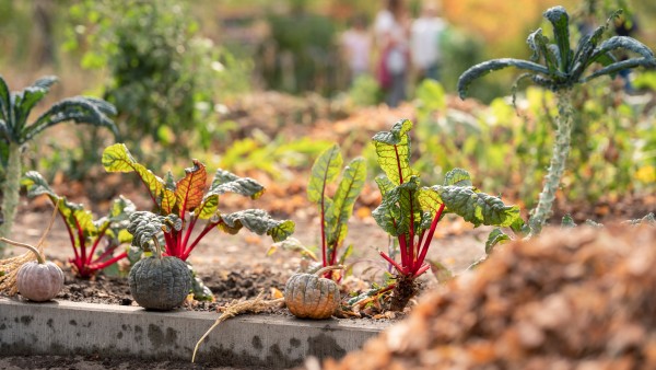 Ackerdemia is growing vegetables together with school children