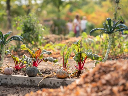 Ackerdemia is growing vegetables together with school children