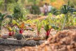 Ackerdemia legt mit Schulkindern Gemüsebeete an