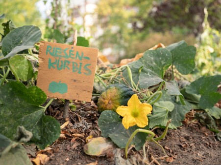 Ackerdemia is growing vegetables together with school children