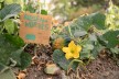 Ackerdemia is growing vegetables together with school children