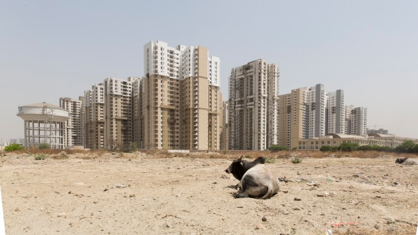 Kuh vor Megastadt in Indien