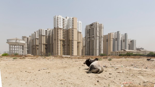 Megacity with cow