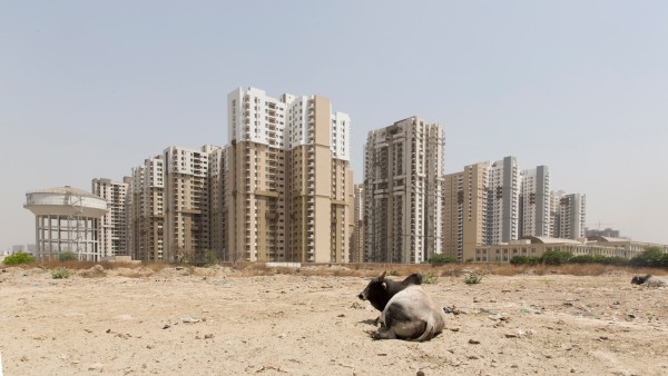 Megacity with cow