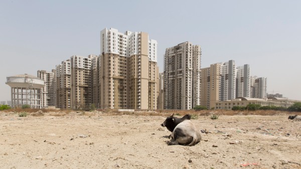 Megacity with cow