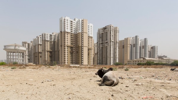 Kuh vor Megastadt in Indien