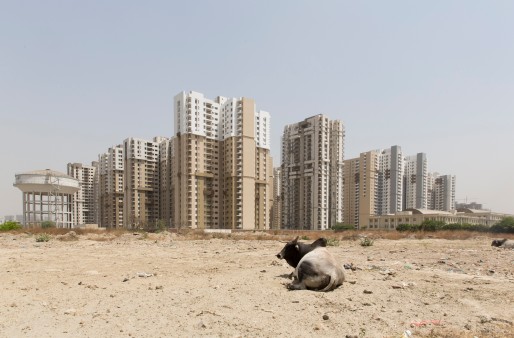 Kuh vor Megastadt in Indien