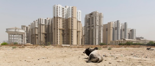 Kuh vor Megastadt in Indien