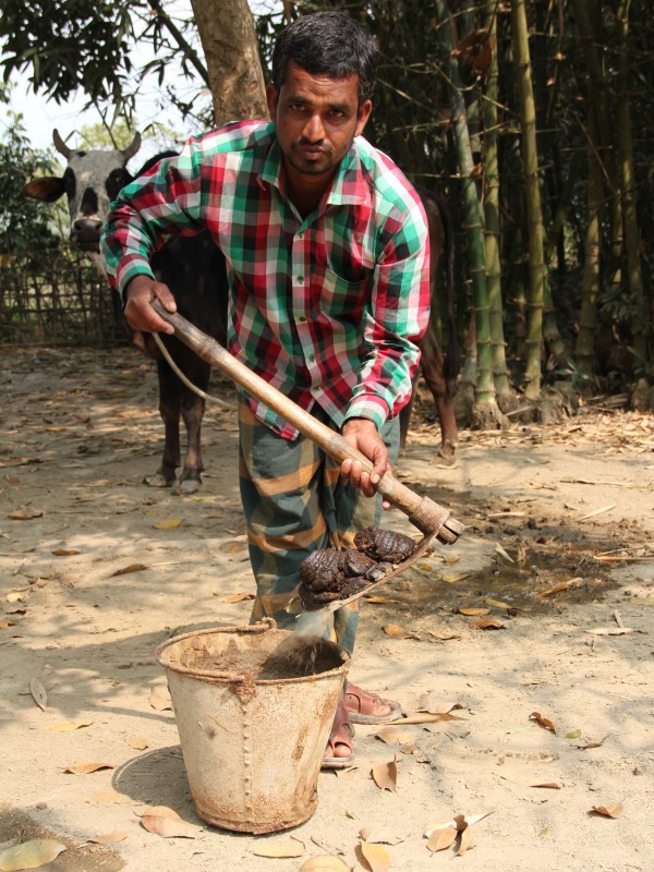 Man shovels cow dung