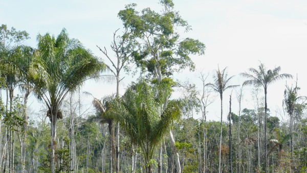 Landschaft mit teilweise zerstörten Baumbestand