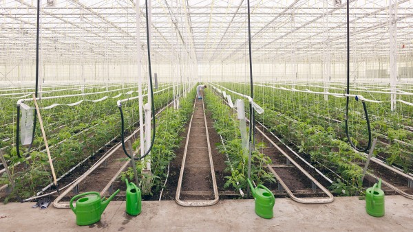 Tomato plants from Westhof Bio