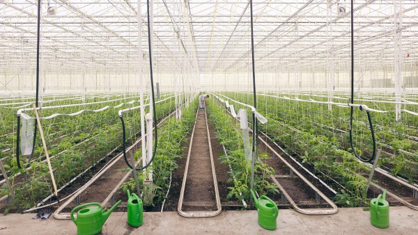 Tomato plants from Westhof Bio