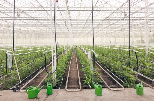 Tomato plants from Westhof Bio