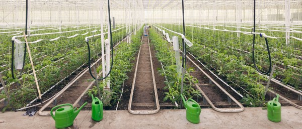 Tomato plants from Westhof Bio