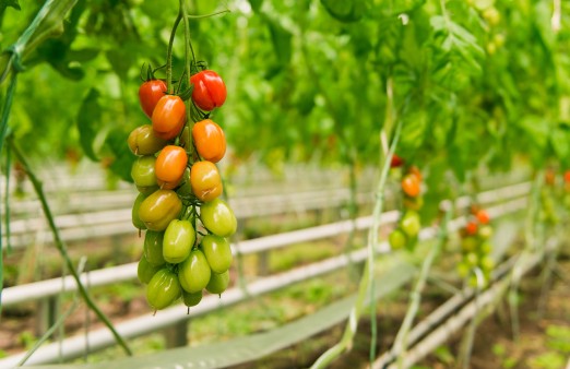 Tomaten auf dem Biohof Westhof