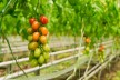 Tomaten auf dem Biohof Westhof