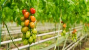 Tomaten auf dem Biohof Westhof