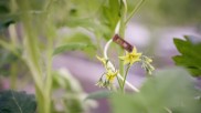 Tomatenpflanze auf dem Hof Westhof Bio