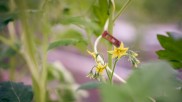 Tomatenpflanze auf dem Hof Westhof Bio