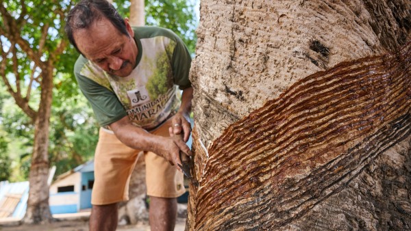 A rubber tapper leaves scars on a tree trunk in the Jamaraquá community on the Tapajós River in Pará