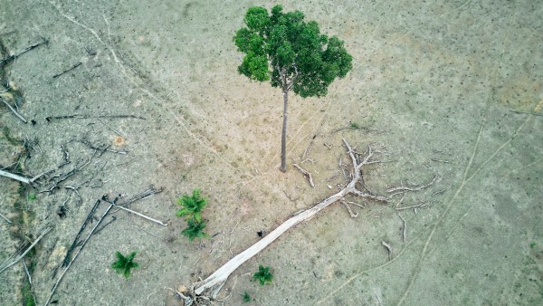 Pasture and farmland gained through deforestation in the state of Acre
