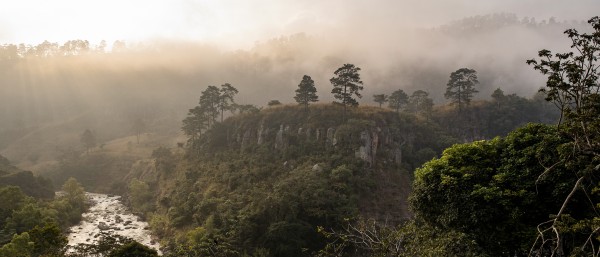 forest in Honduras