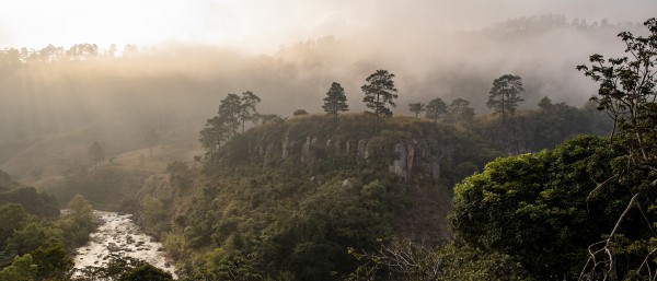 Symbolbild Green Bonds Emisionen: üppiger und grüner Wald in Honduras