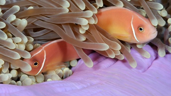 Unterwasseraufnahme von zwei Halsband-Anemonenfischen
