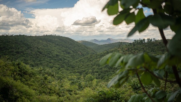 Landscape of Amazonas rainforest