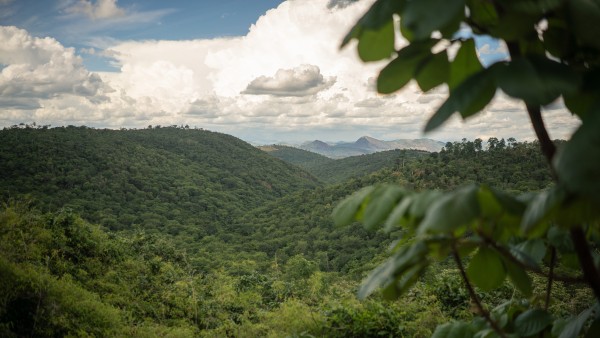 Landschaftsaufnahe vom Amazonas Regenwald 