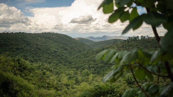 Landschaftsaufnahe vom Amazonas Regenwald 