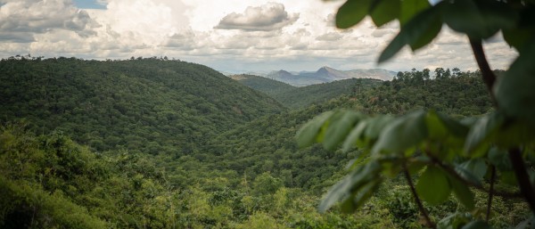 Landschaftsaufnahe vom Amazonas Regenwald 