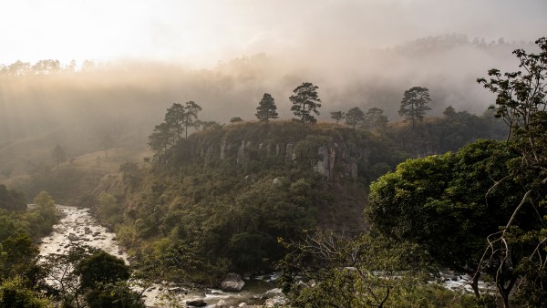 forest in Honduras