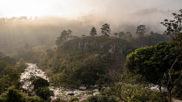 forest in Honduras