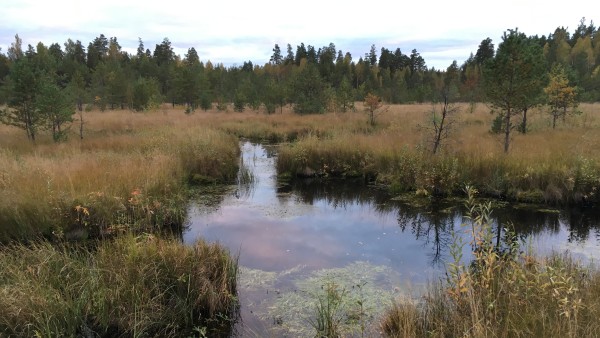 Ein russisches Moor vor einem Waldgebiet